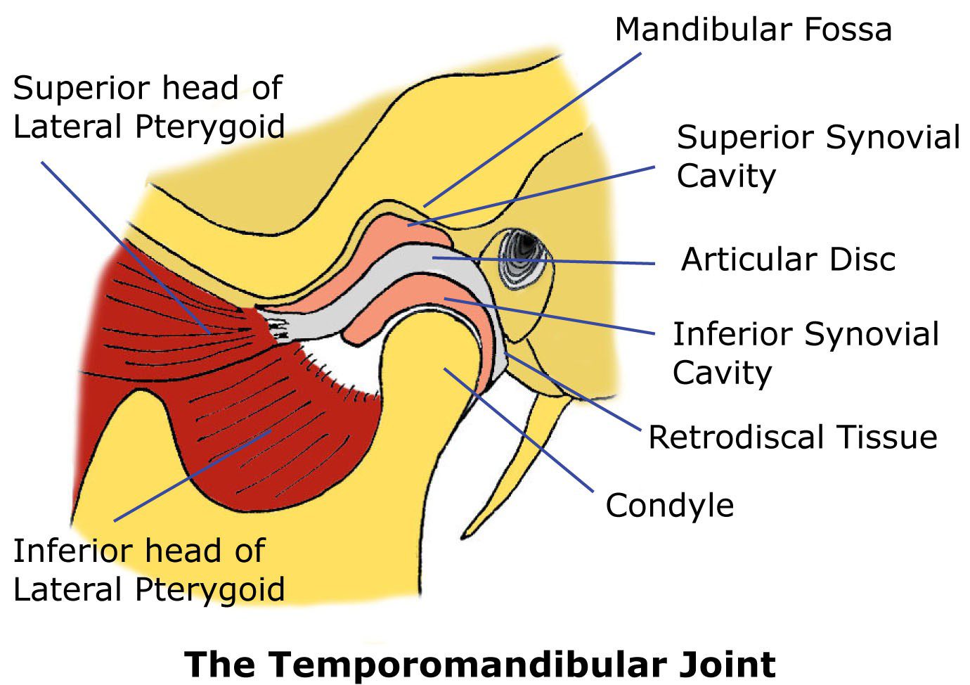 The Temporomandibular Joint